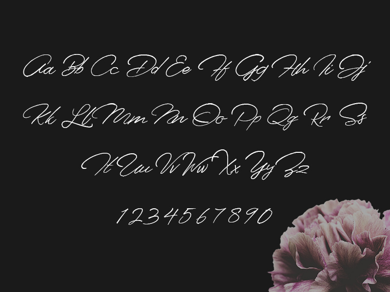 Senja Script font minimalist feminim elegant handdraw lettering logo typography font