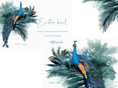 Exotic bird. High realistic peacock illustration animal bird exotic fashion feathers graphic illustration isolated leaf palm peacock print realistic tropical vector wallpaper watercolor