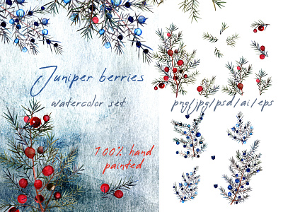 Watercolor juniper berries berry botanical christmas collection design elements graphic hand painted illustration juniper plant set vector vintage watercolor