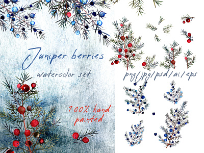 Watercolor juniper berries