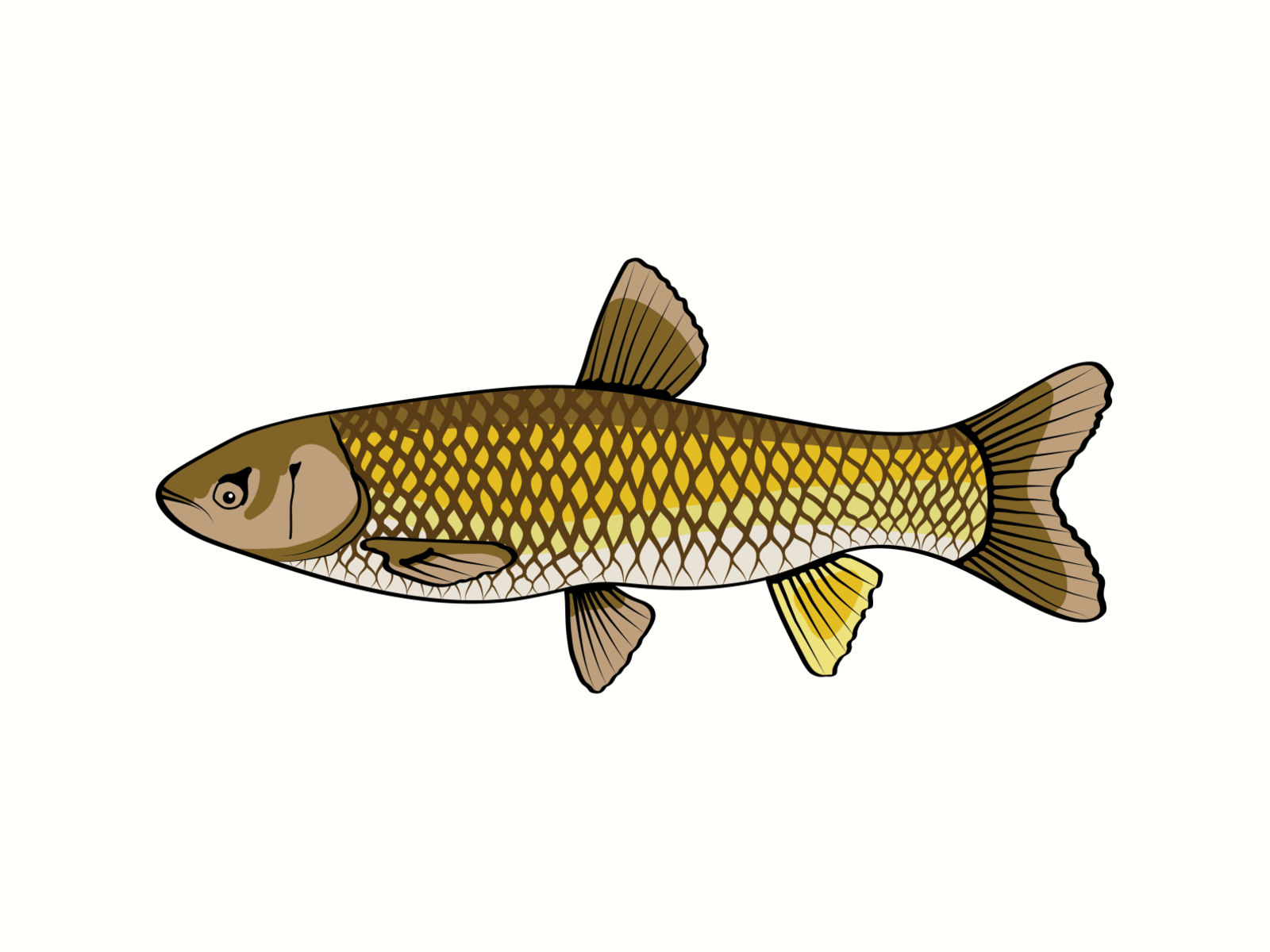 Picarel Fish Sticker