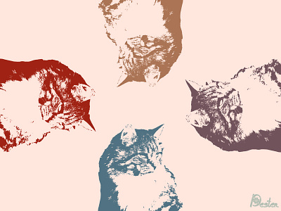 Four fluffy cats cat design fluffy illustration pet poster print