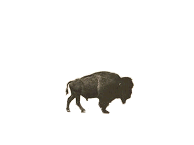 Buffalo Walk