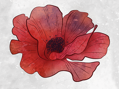 Poppy colour flower illustration illustrator photoshop poppy texture water