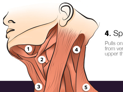 The human body (anatomy app)