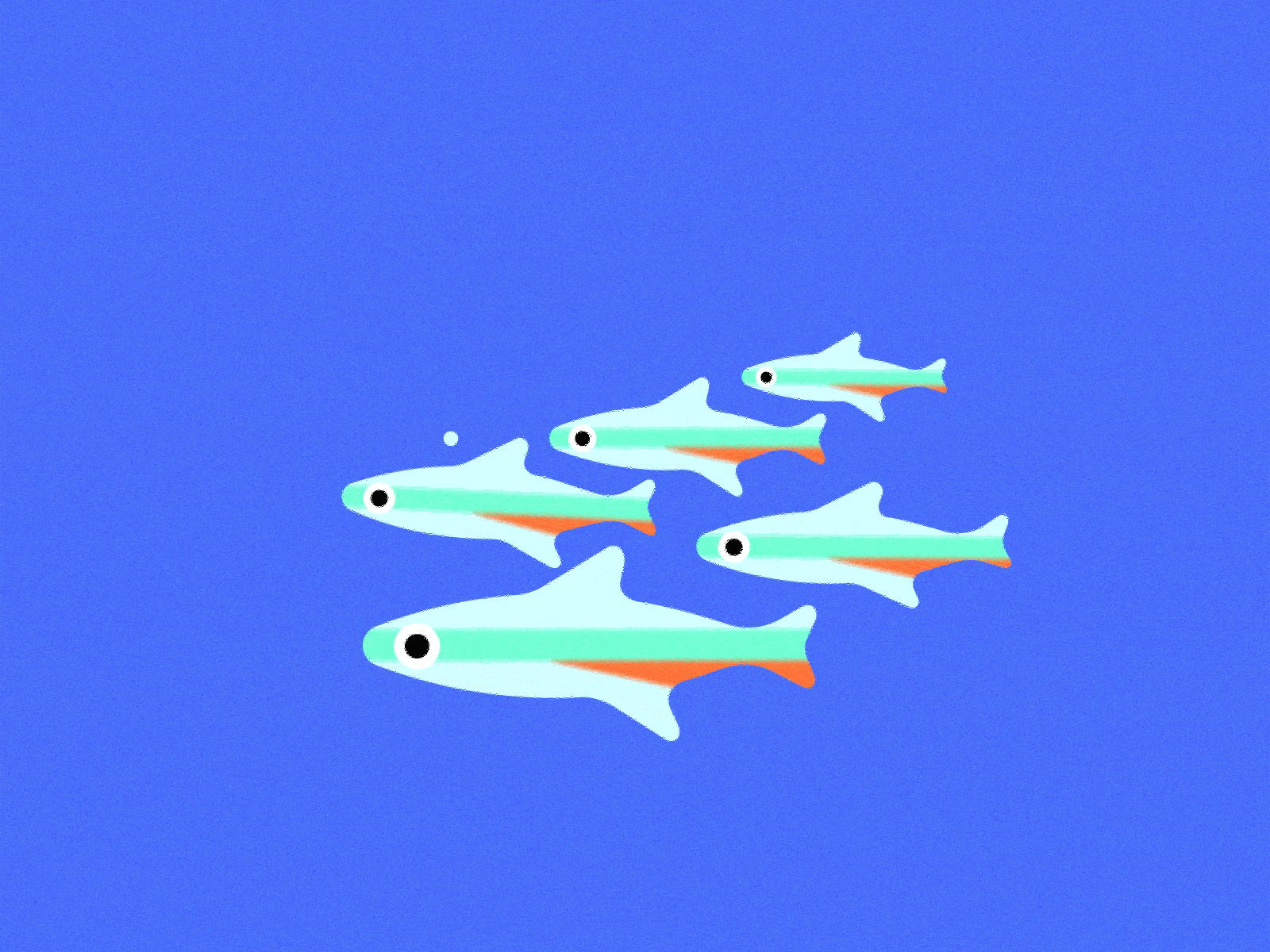 Neon Tetra animated animation design gif motion graphics