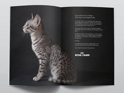 Magazine Advert - Royal Canin animal art direction cats food magazine advert photography royal canin