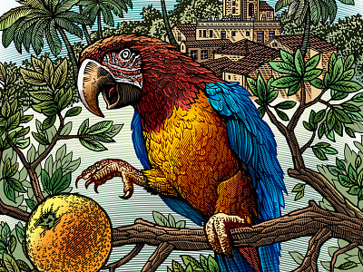 Parrot drink engraving food illustration illustration label landscape orange packaging parrot product retro vintage