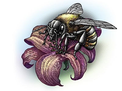 Bee bee drink engraving honey label packaging