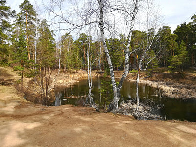FOREST AND LAKE