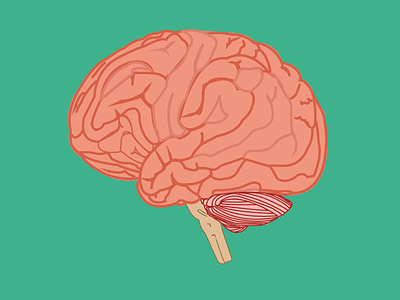 Brains anatomy organ