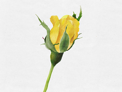 Yellow rose digital art illustration nature