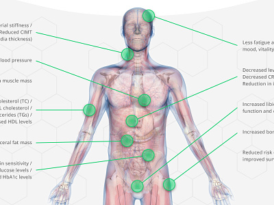 3D body 3d 3d modelling anatomy body diagram medical