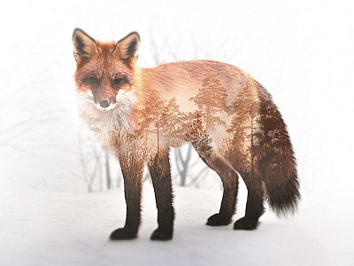 Double Exposure double exposure fox photomanipulation