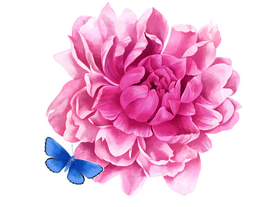 Peony and butterfly