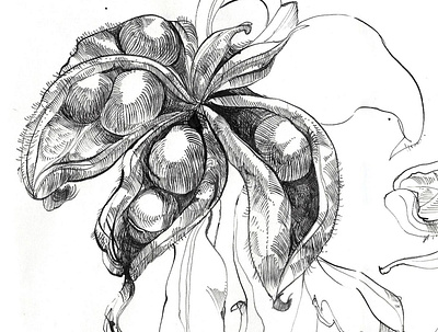 Ink peony illustration ink peony