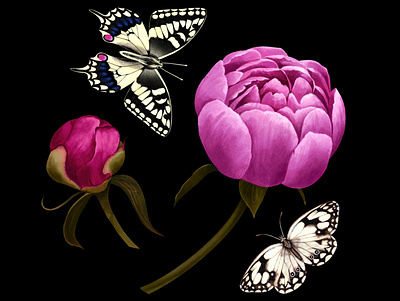 Peonies and butterflies branding butterfly design illustration watercolor