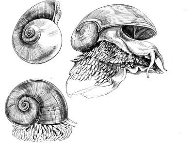 Snails drawings design drawing illustration ink scienceillustration sketch snail study