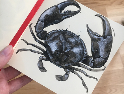 Crab sketch animals crab drawing illustration ink sketchbook