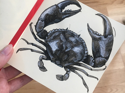 Crab sketch