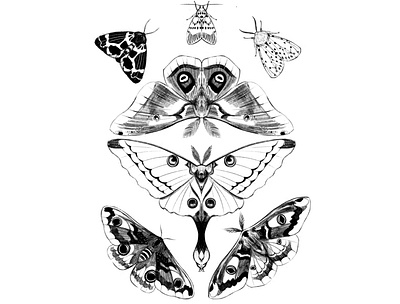 Moths branding butterfly illustration ink ipad moth