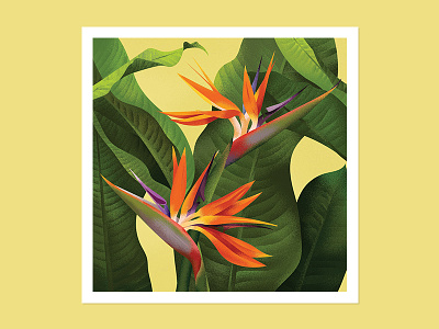 Bird Of Paradise