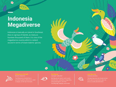 Indonesia Megadiverse - Birds animal art bird fable flat illustration indonesia infographic local nature vector