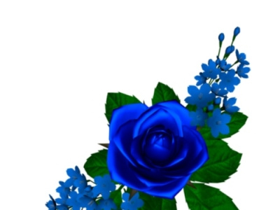 Blue Rose design graphic design illustration