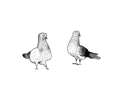 Pigeons 2d animated bird character design illustration look pigeon