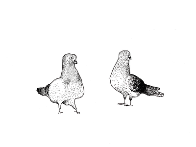 Pigeons