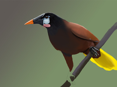 Digital Painting - Montezuma Oropendola bird digital painting