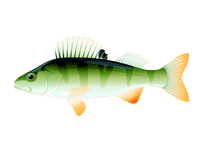 Small perch fish animal fish high quality illustration perch vector