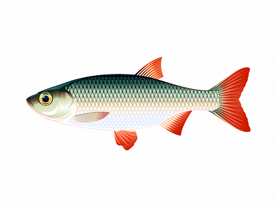 Rudd fish animal fish high quality illustration rudd fish vector