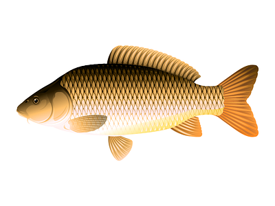 Common carp fish animal carp fishing common carp fish illustration vector