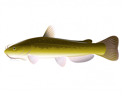 Channel catfish