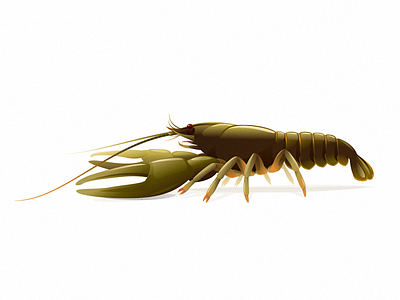 Narrow-clawed crayfish