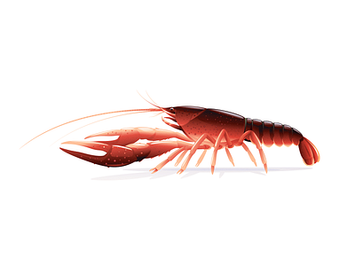 Red swamp crayfish animal crayfish illustration vector
