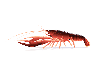 Red swamp crayfish