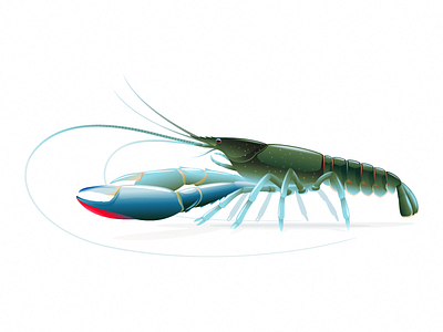 Red claw crayfish animal australian crayfish australian crayfish crayfish illustration vector