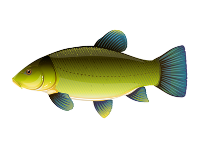 Tench fish animal fish freshwater illustration vector