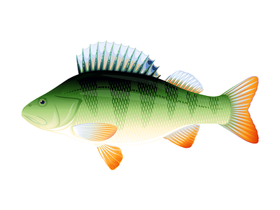 Perch fish animal fish illustration perch vector