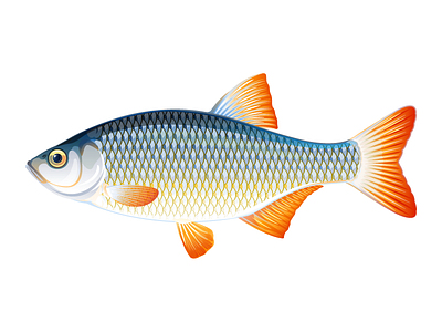 Rudd fish animal fish illustration rudd vector