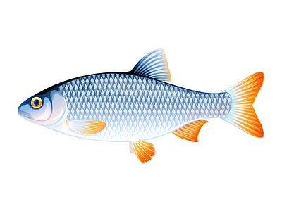 Roach fish animal fish illustration roach fish vector