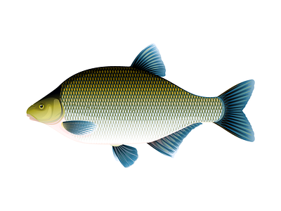 Bream fish animal bream fish fish illustration vector