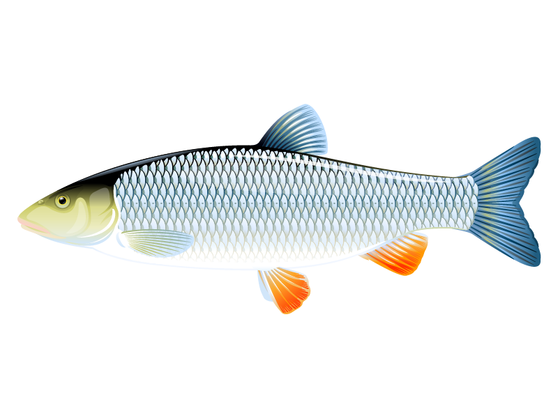 Chub fish by Oceloti Design on Dribbble