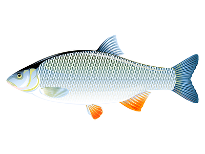 Ide fish animal fish ide fish illustration orfe fish vector