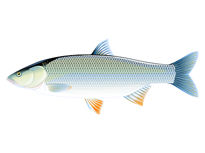 Asp fish animal asp fish fish illustration vector