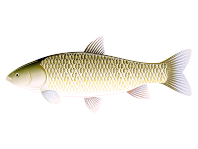 Grass carp animal carp fish grass carp illustration vector