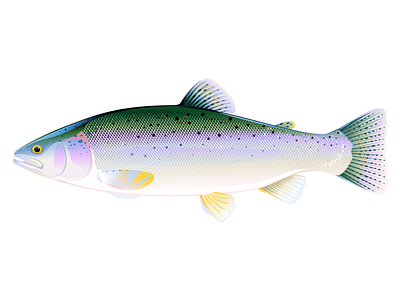 Rainbow trout fish animal fish illustration vector