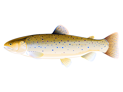 Brown trout fish by Oceloti Design on Dribbble